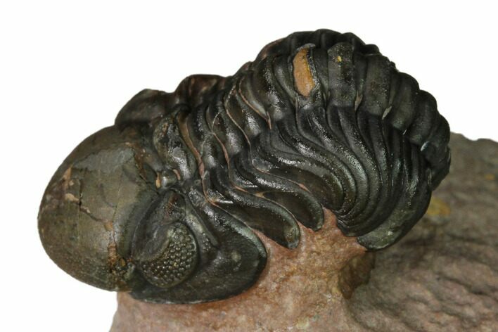 Reedops Trilobite With Nice Eyes - Lghaft , Morocco #164627